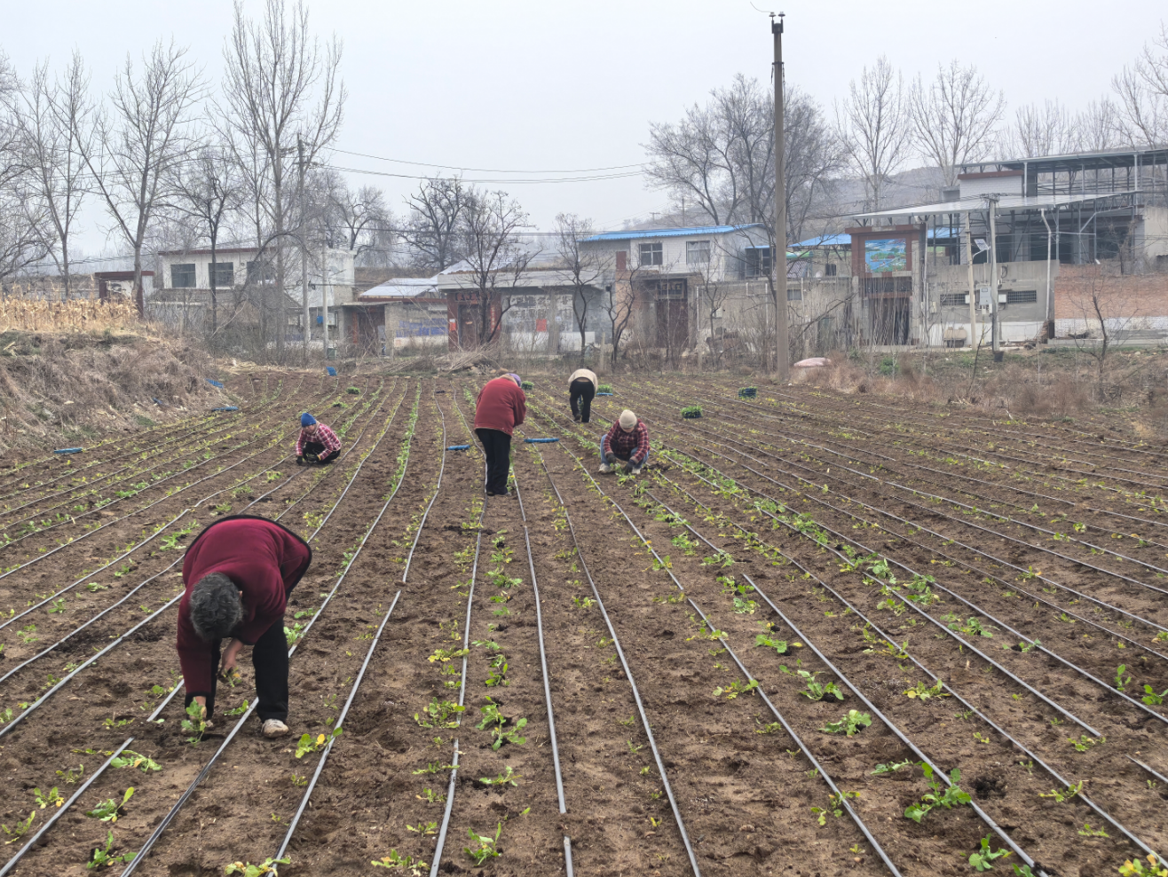 河南登封：探索“换季生金”致富路 开辟农业产业转型新路径