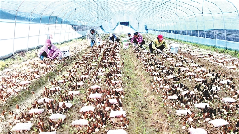 湖口县：特色种植拓增收（图）