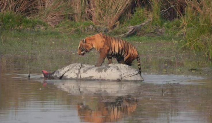 周三，一头老虎在杜德瓦虎保护区袭击雌性犀牛，图源《印度斯坦时报》。