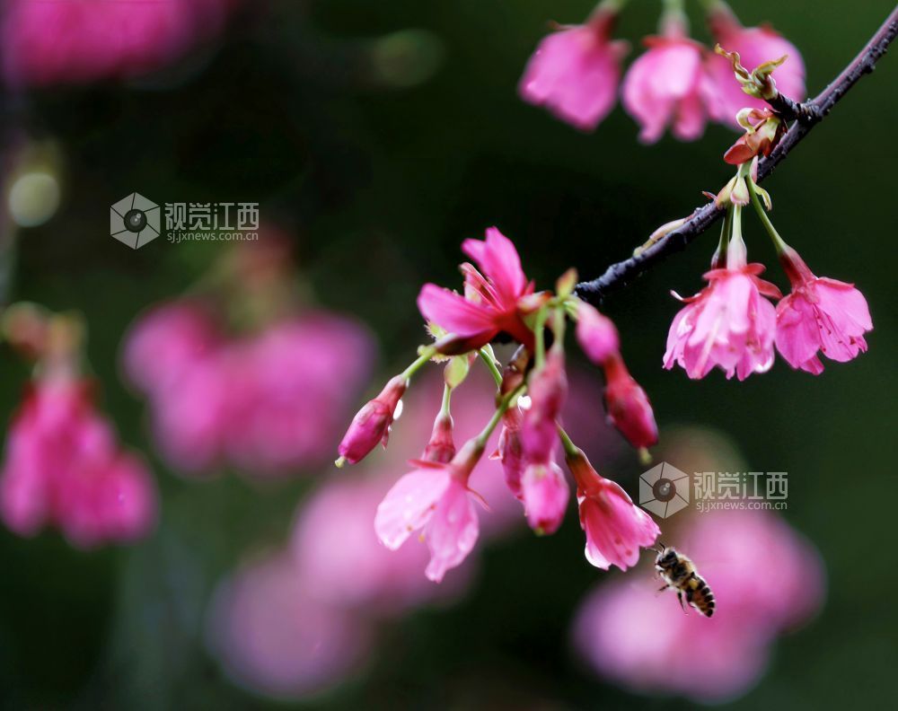 江西分宜：春雨润樱色（图）