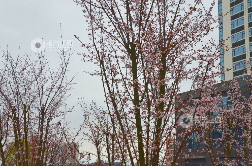 3月3日，江西省永新县东里新区泰康南路的紫叶李进入盛花期。道路两旁成排的花树沿街而立，细密的花朵缀满枝头，白里透粉，色彩清新，将春日街头装扮得生机盎然。