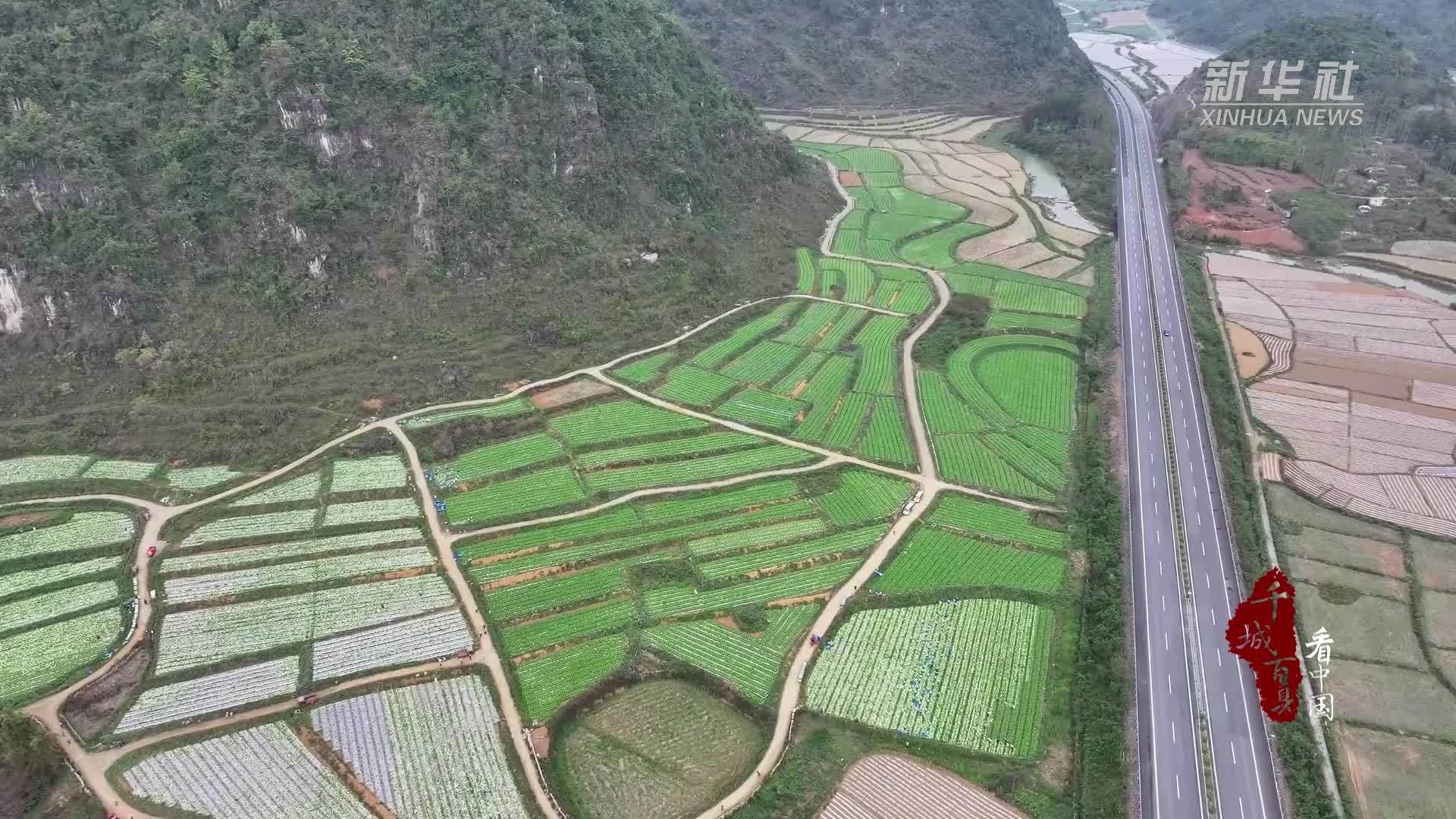 千城百县看中国｜广西田阳：青蔬满田 助农增收