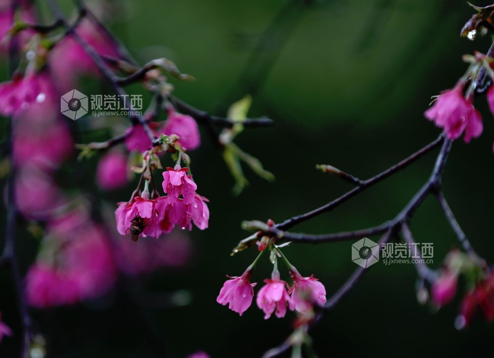 江西分宜：春雨润樱色（图）