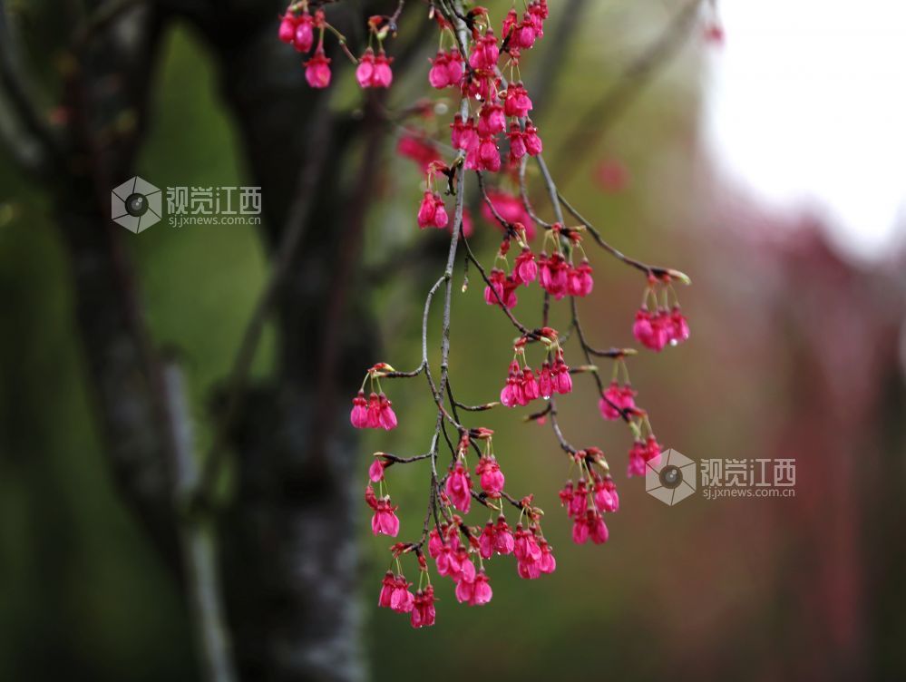 江西分宜：春雨润樱色（图）