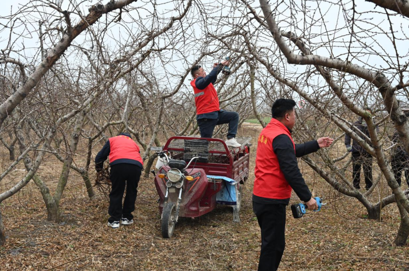 徐州睢宁:不负春光抢农时 科技赋能精耕细作