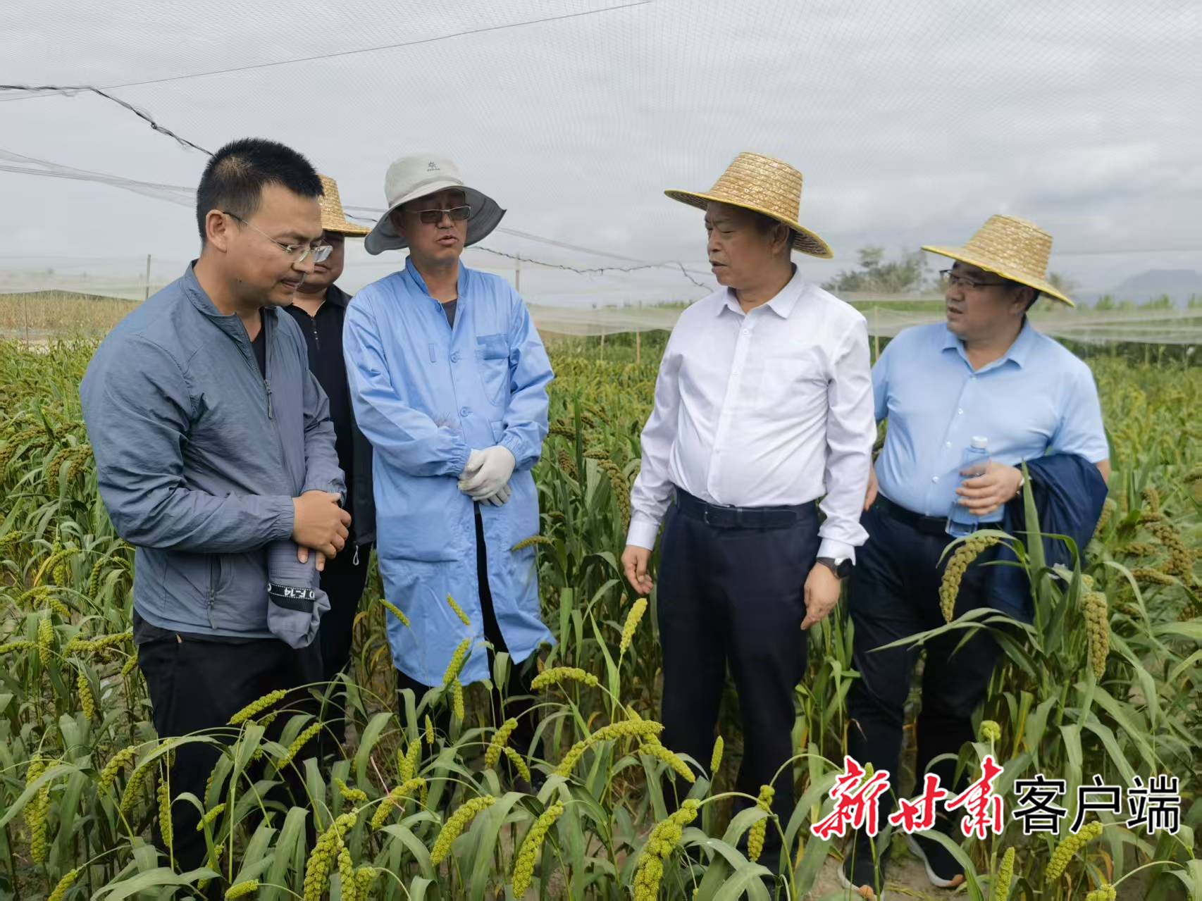 科技人员查看谷子长势情况