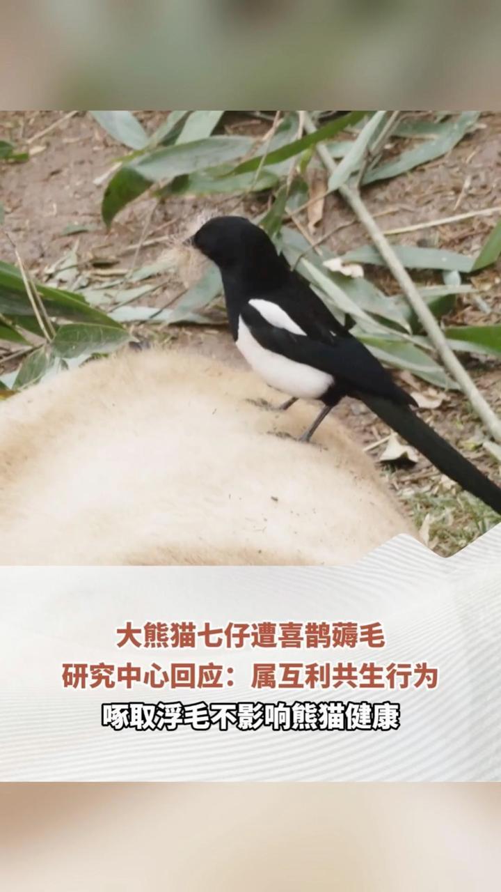 大熊猫七仔遭喜鹊薅毛，研究中心回应：属互利共生行为，啄取浮毛不影响熊猫健康