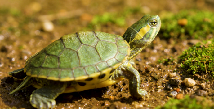 宠智灵布局龟类AI大模型，构建爬宠产业数字化技术体系凤凰网河北_凤凰网