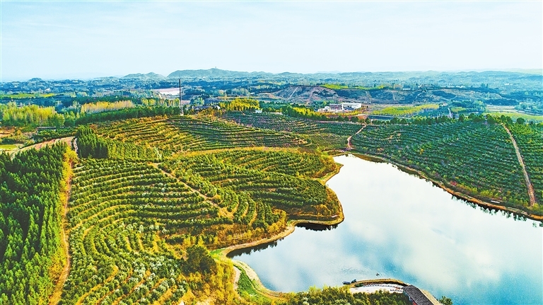 冬春之交，光山县司马光油茶园油茶花开满山。光山县委宣传部供图