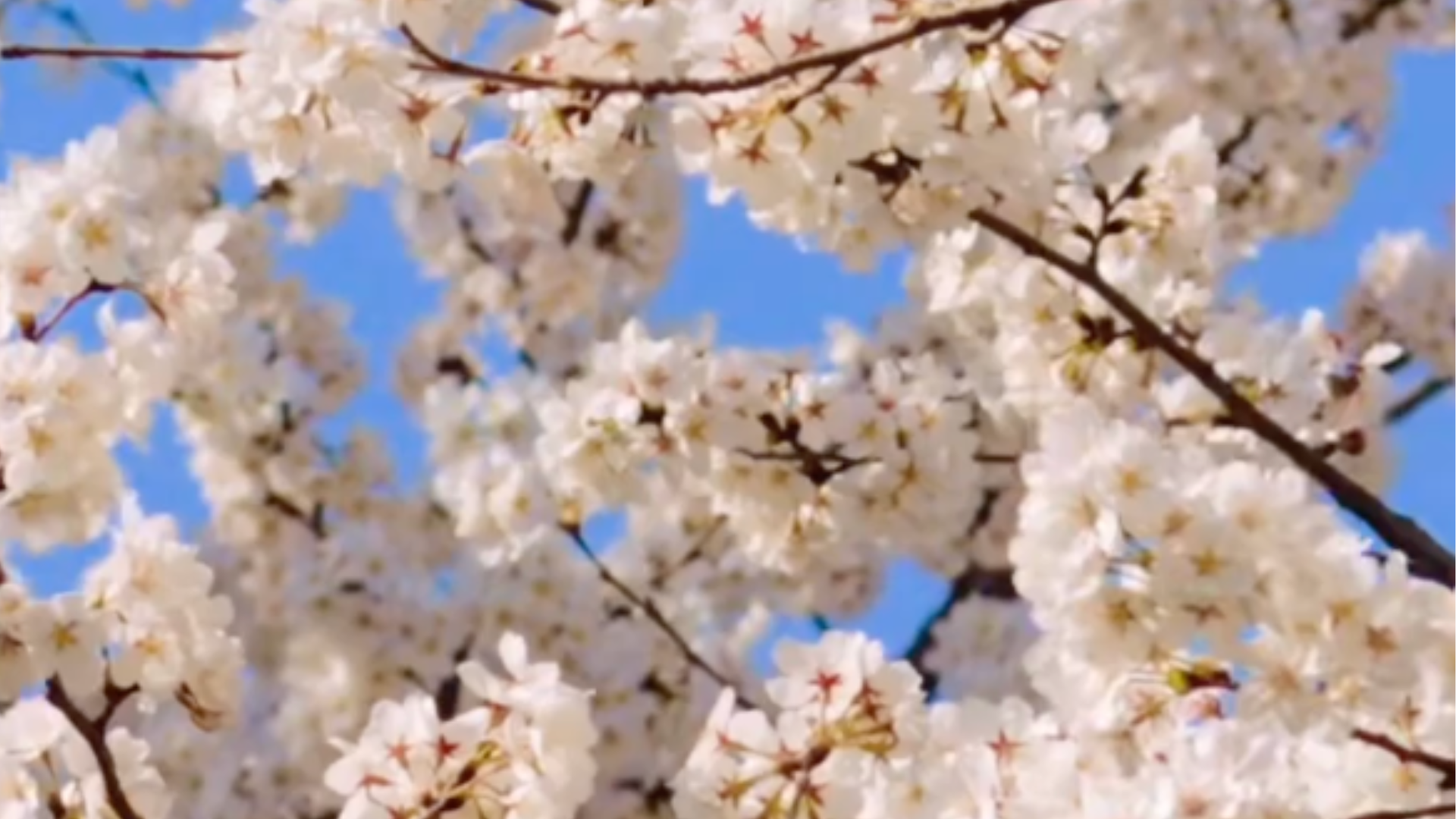 家长能有春秋假吗？两会代表委员建议把家长带薪休假和学生春秋假统筹考虑，“多地春假连清明成6天长假”，旅行社：有旅游线路已售罄 #2026全国两会 #观看两会