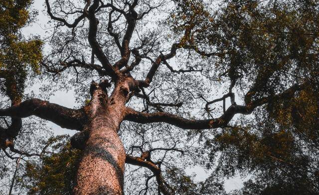 肾主骨生髓，这个千年古方只有四味药，却能把精血“补”进骨髓里