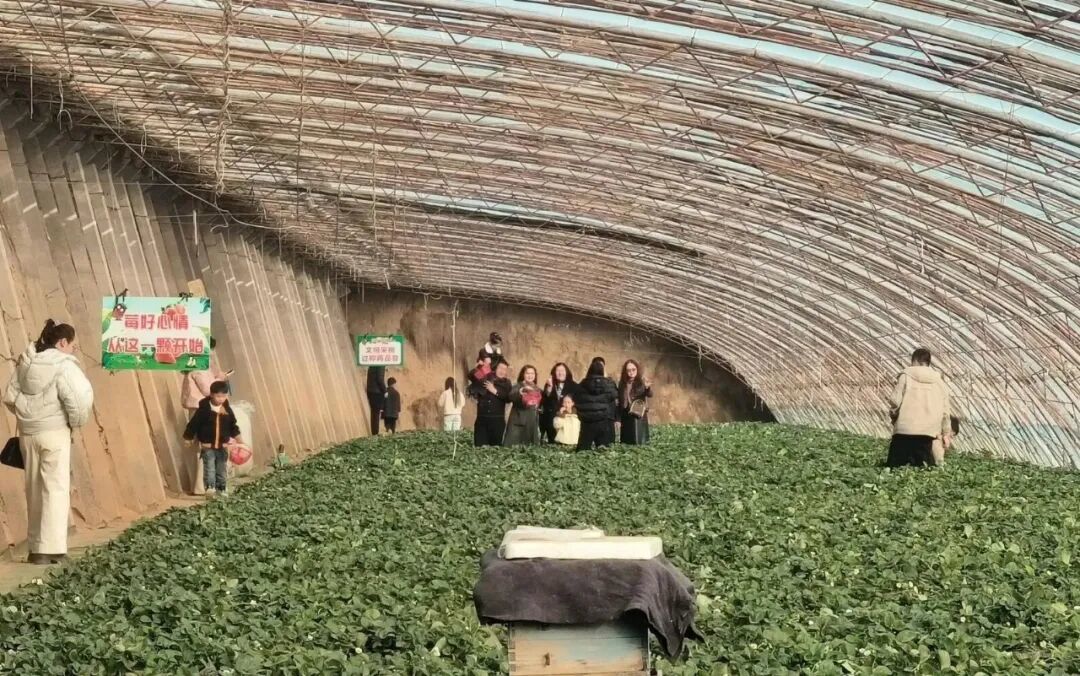 草莓棚里的增收“密码”