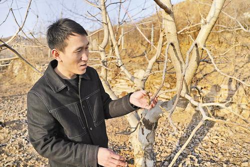 2月6日，在涞水县杜家庄村，涞水万惠种植农民专业合作社负责人吴海涛查看麻核桃树生长情况。本报记者 魏雨摄
