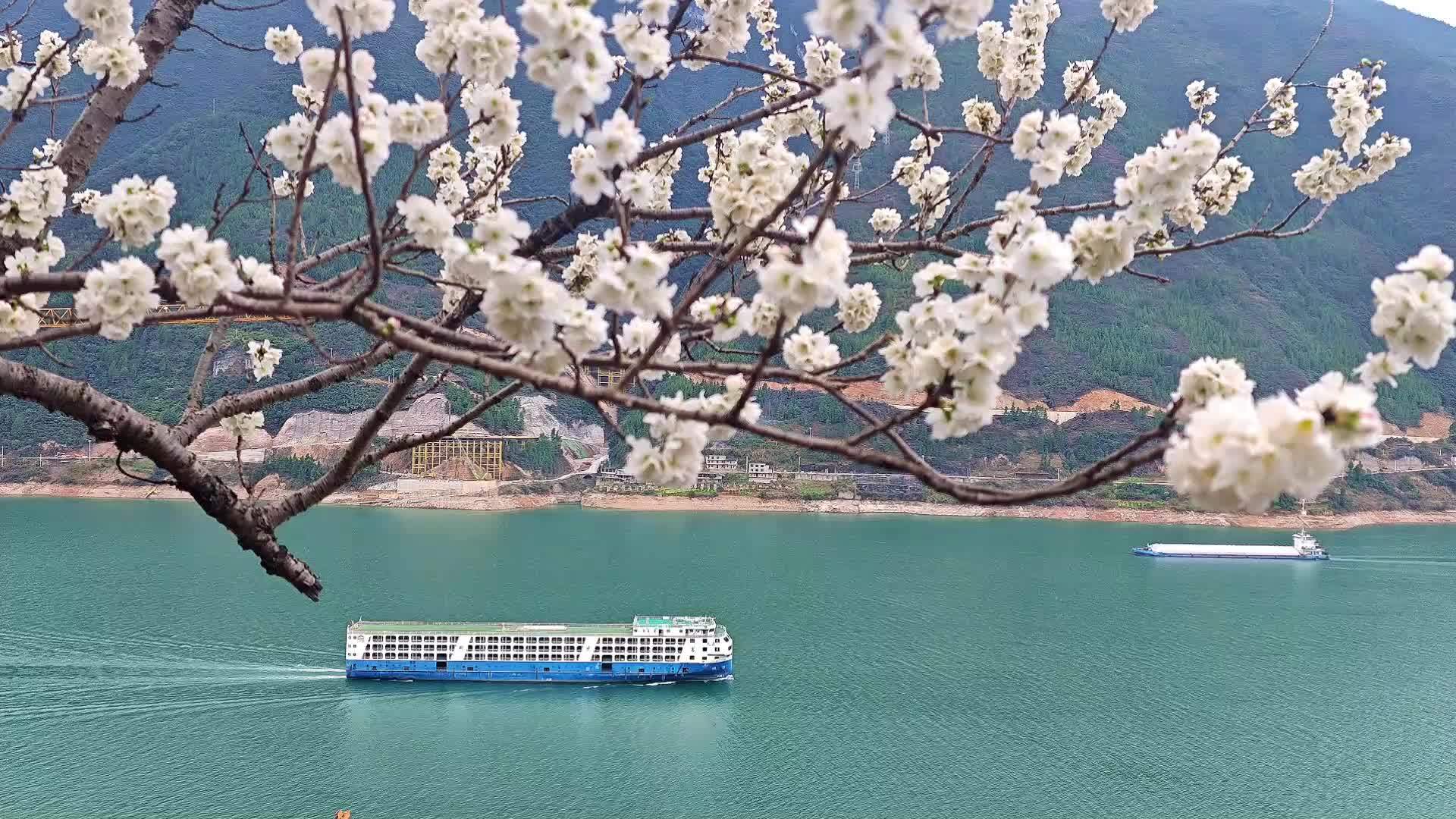 多地春花盛放，来欣赏春日限定版美景