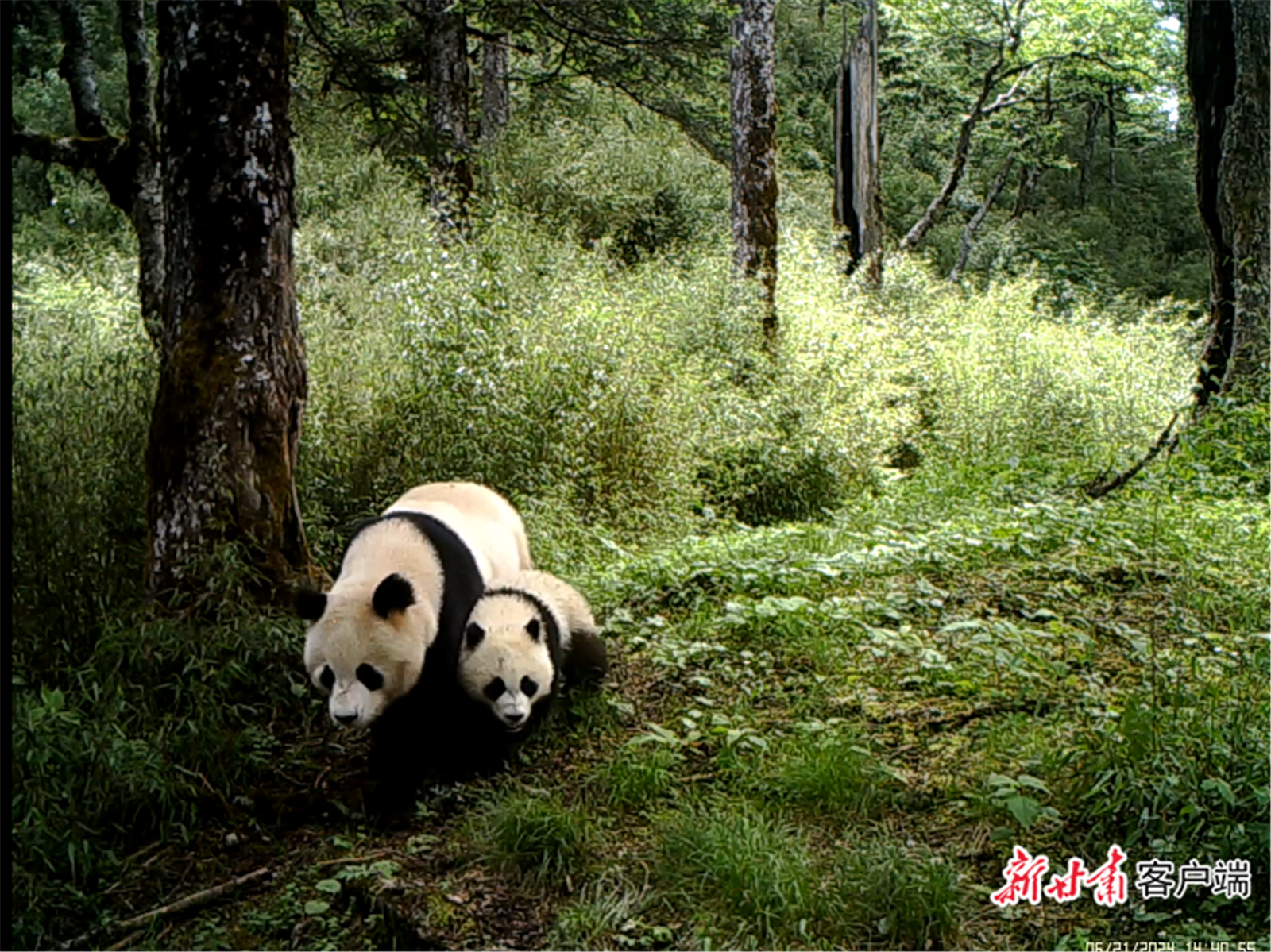 大熊猫国家公园甘肃管理局丹堡河辖区拍摄到的大熊猫