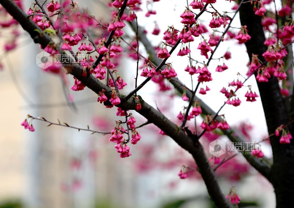 江西分宜：春雨润樱色（图）