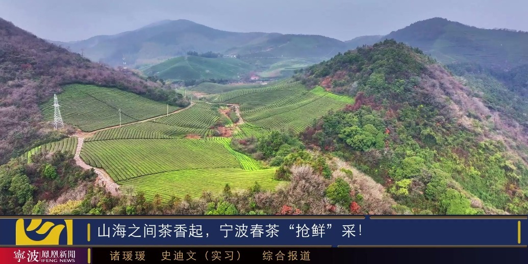 山海之间茶香起，宁波春茶“抢鲜”采！