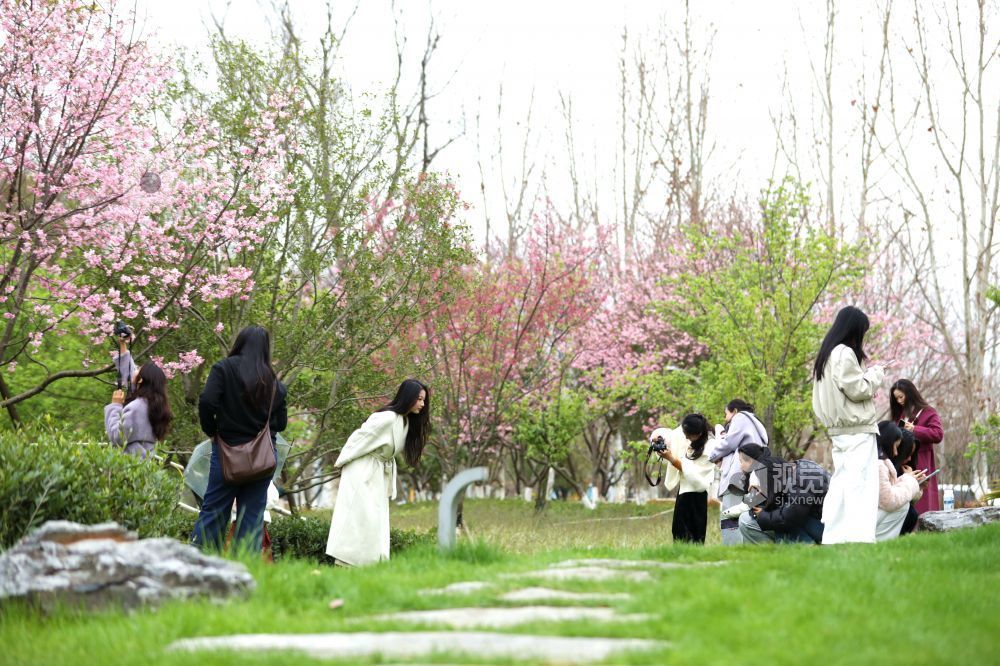 2026年2月27日，在江西省赣州蓉江新区滨江公园，市民游客在樱花树下拍照。