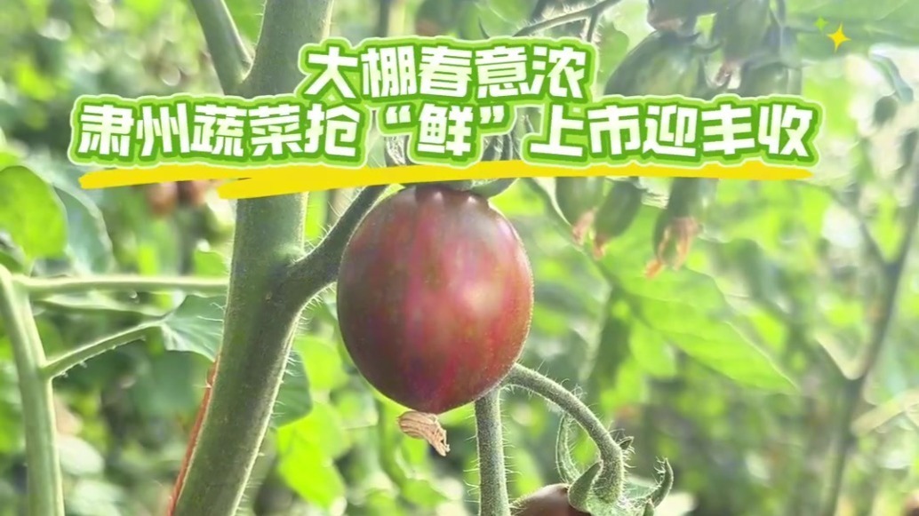 蔬菜抢鲜上市　甘肃肃州聚宝棚里春意浓