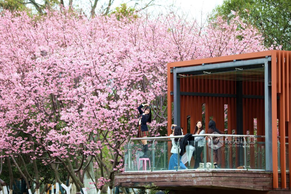 2026年2月27日，在江西省赣州蓉江新区滨江公园，市民游客在樱花树下拍照，记录这粉色浪漫的瞬间。