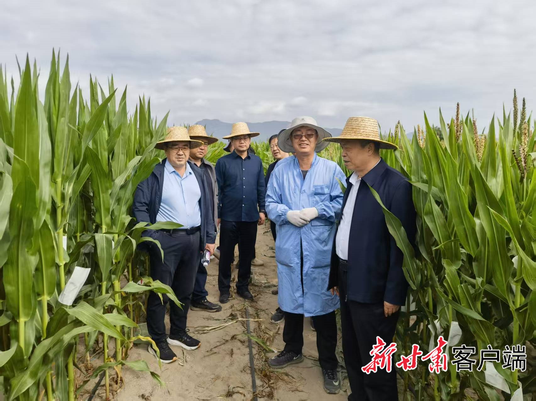 科技人员在基地查看玉米长势　本文图片均由省农科院提供