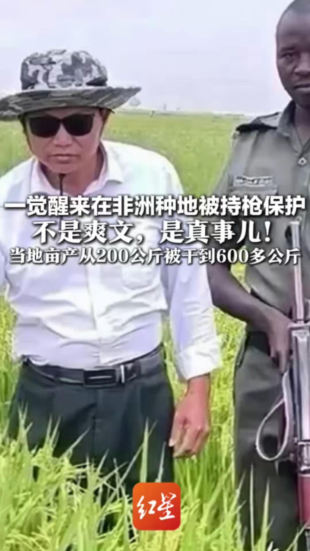 一觉醒来在非洲种地被持枪保护 不是爽文，是真事儿！贵州大叔杨秀刚种水稻太牛 当地亩产从200公斤干到600多公斤