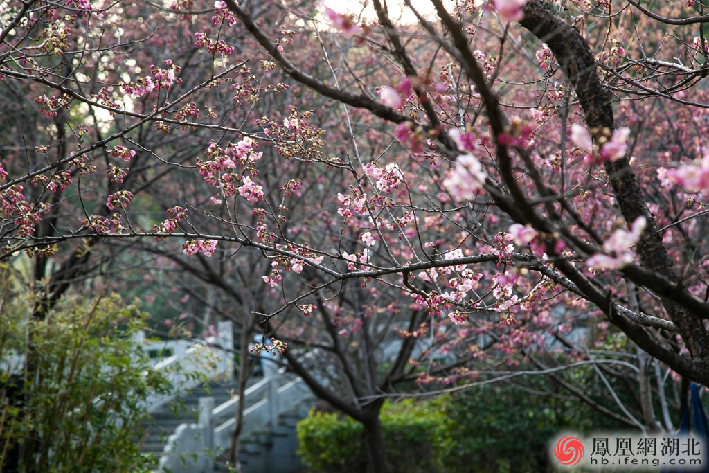 武汉大学早樱 摄影：熊丹丹