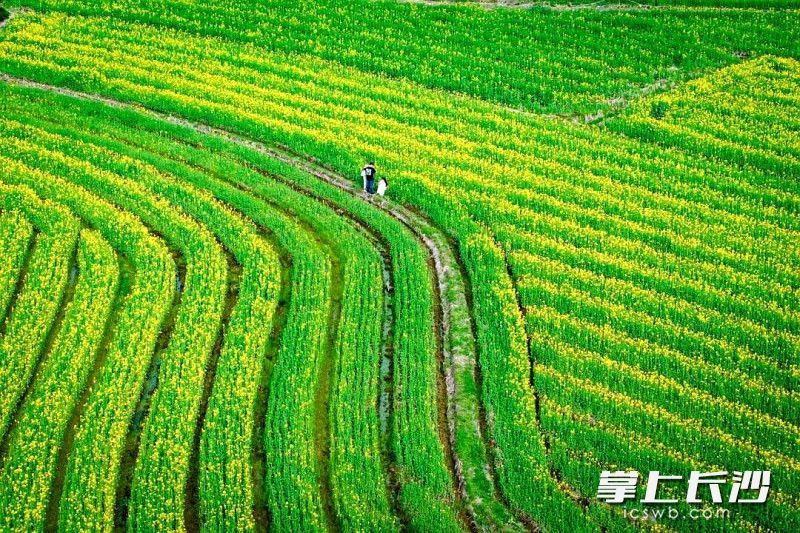 眼下，望城区各地田野间铺展成连片金色画卷，春意扑面而来。均为长沙晚报全媒体记者 贺文兵 通讯员 万幸 黄卓鹏 摄影报道