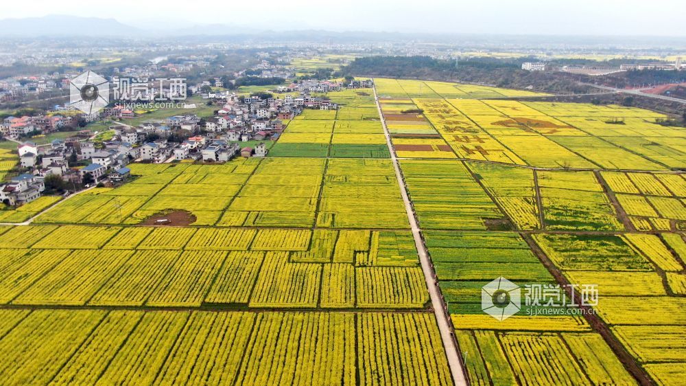 2026年3月4日,江西省遂川县枚江镇万亩油菜花竞相绽放,金色花海与田园村落交相辉映,田间创意景观与秀美风光融为一体,勾勒出生态宜居、产业兴旺的乡村振兴新图景