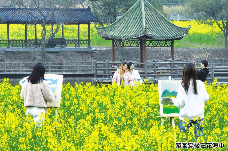 游客穿梭在花海中
