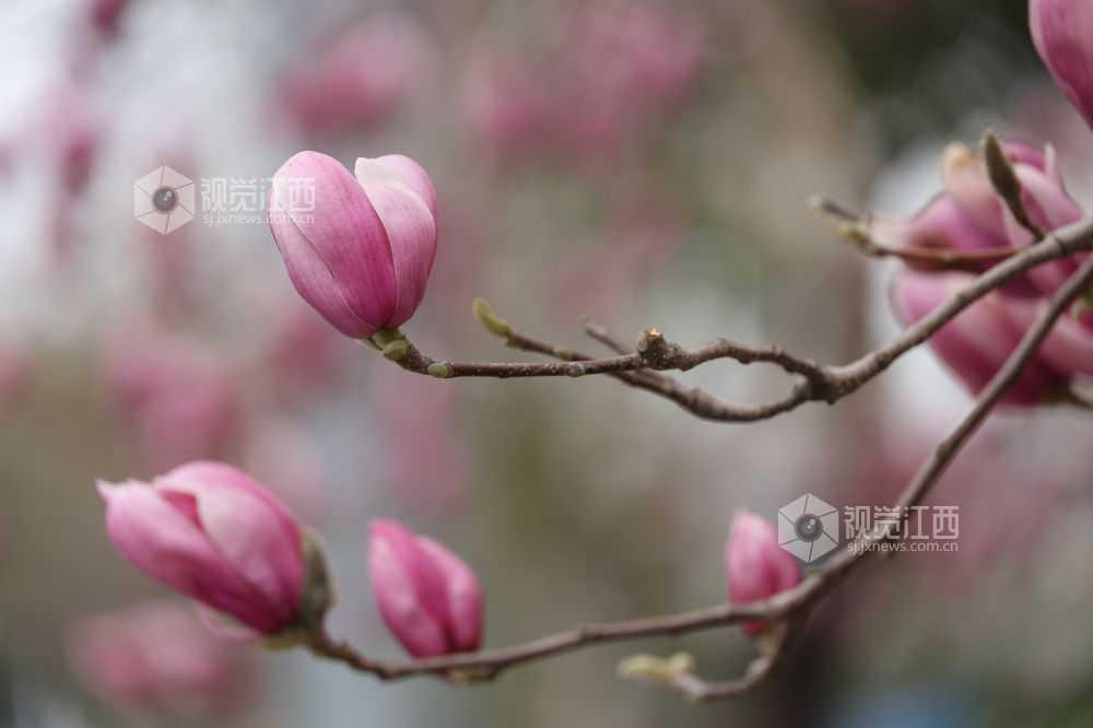江西新余:玉兰花开(图)