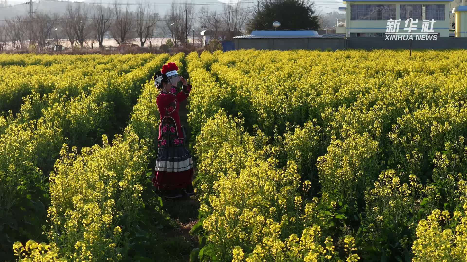 “最美高校毕业生”金瑞瑞：一个彝族姑娘的“绣”美人生