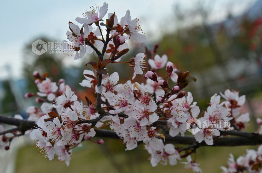 3月3日，江西省永新县东里新区泰康南路的紫叶李进入盛花期。道路两旁成排的花树沿街而立，细密的花朵缀满枝头，白里透粉，色彩清新，将春日街头装扮得生机盎然。