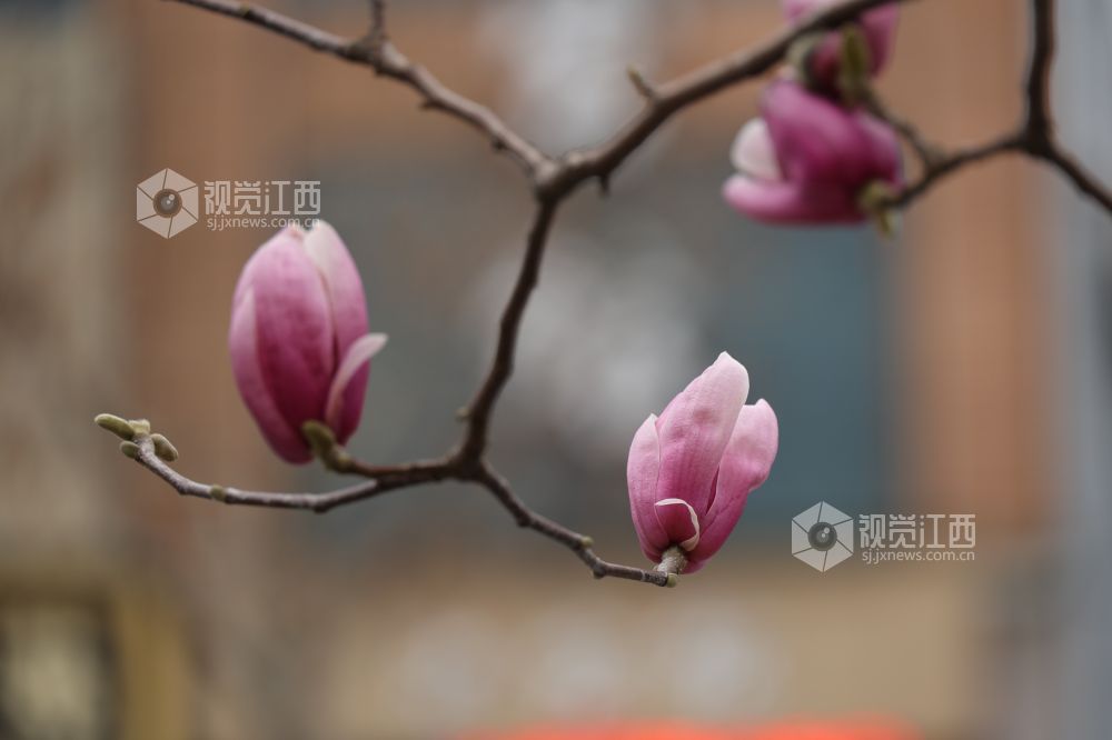江西新余:玉兰花开(图)