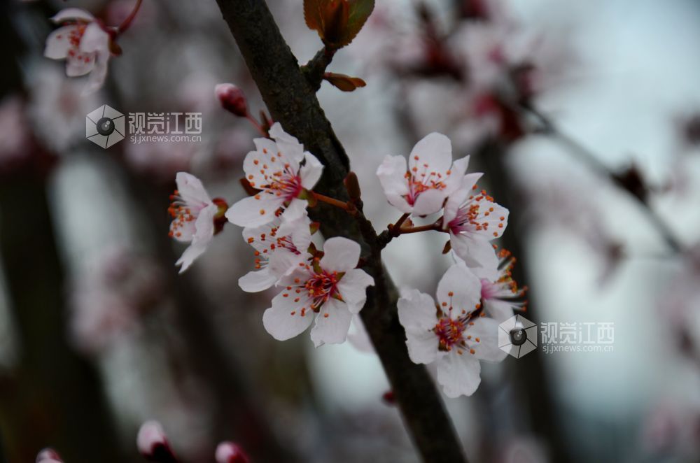 3月3日，江西省永新县东里新区泰康南路的紫叶李进入盛花期。道路两旁成排的花树沿街而立，细密的花朵缀满枝头，白里透粉，色彩清新，将春日街头装扮得生机盎然。
