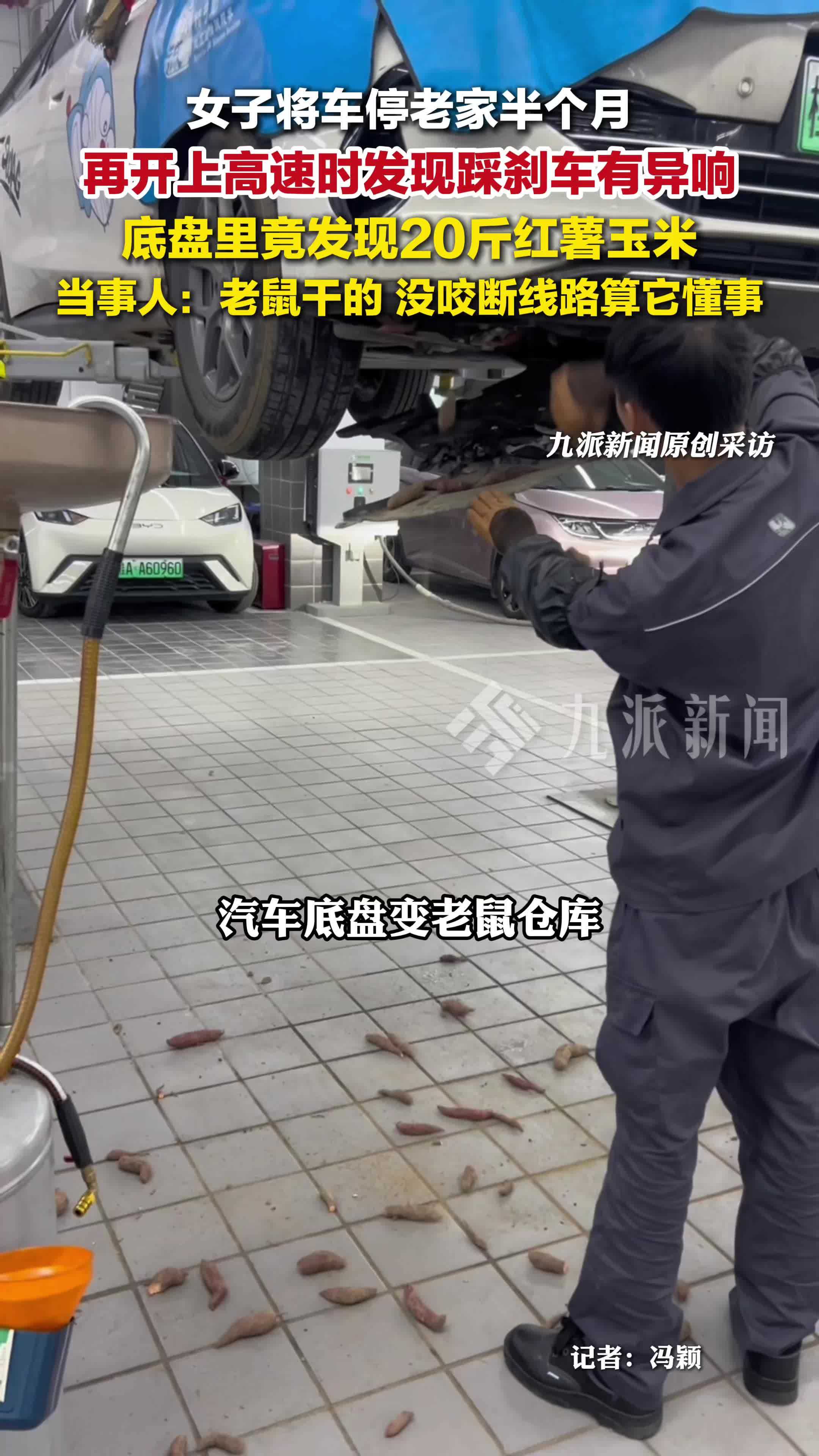 女子停车半个月底盘发现20斤红薯玉米，当事人：老鼠干的