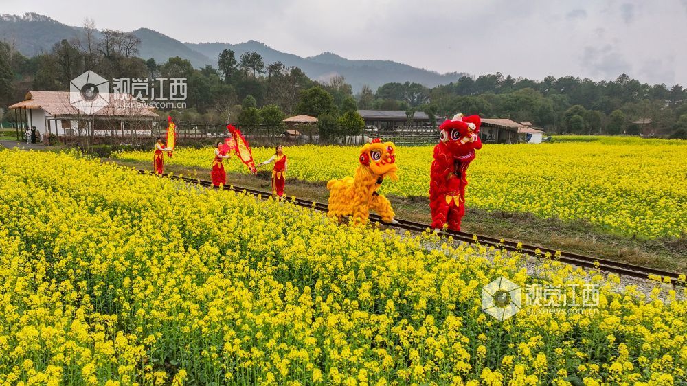 春日的江西省吉安市青原山风景区，油菜花田宛如一片金色的海洋，微风拂过，泛起层层金色波浪，花香四溢，沁人心脾。