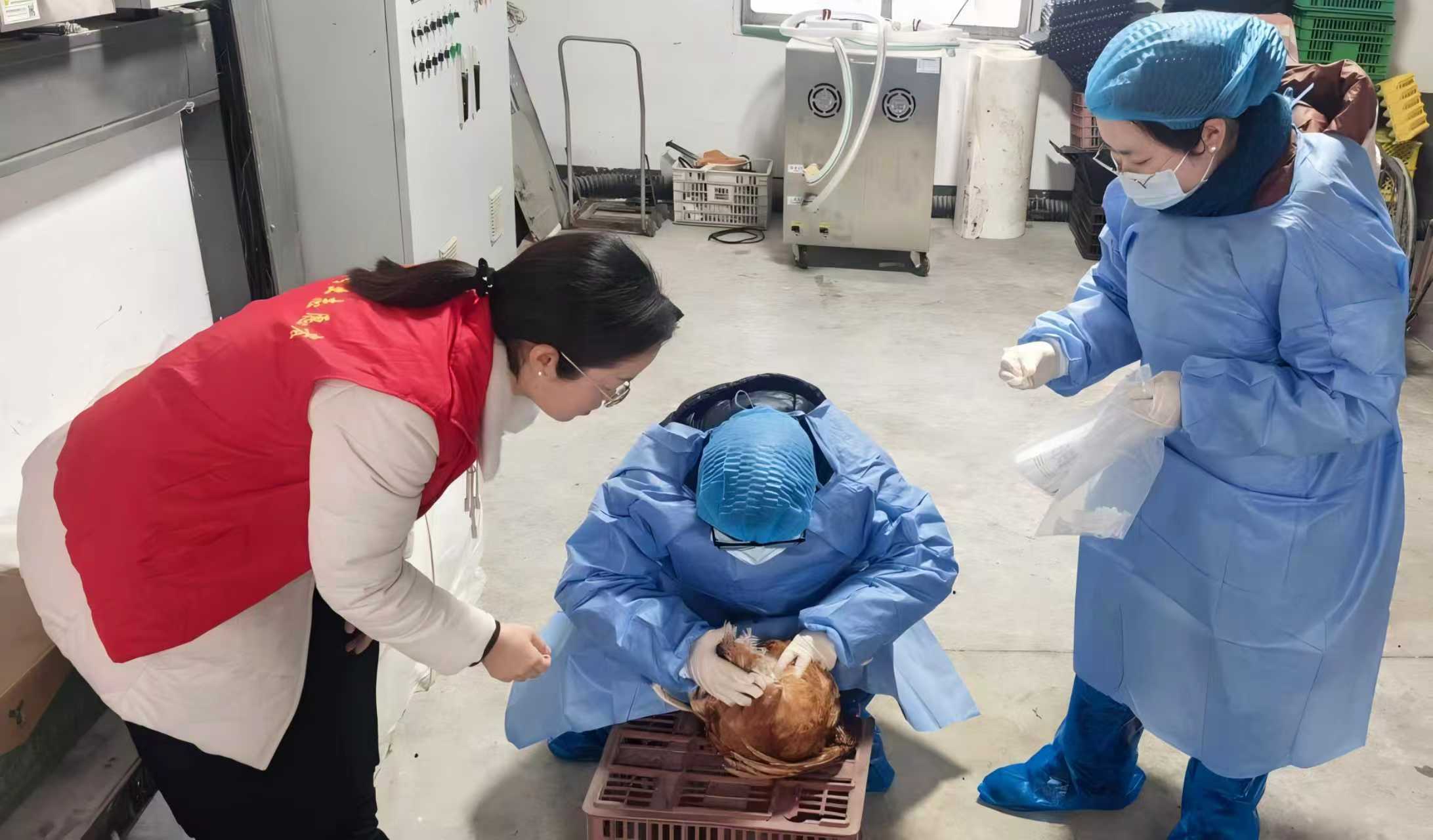 南京市畜牧兽医站:春节服务“不打烊” 技术下乡助春防