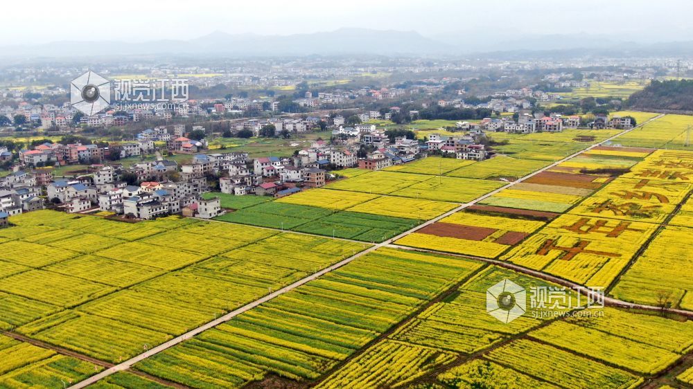 2026年3月4日,江西省遂川县枚江镇万亩油菜花竞相绽放,金色花海与田园村落交相辉映,田间创意景观与秀美风光融为一体,勾勒出生态宜居、产业兴旺的乡村振兴新图景