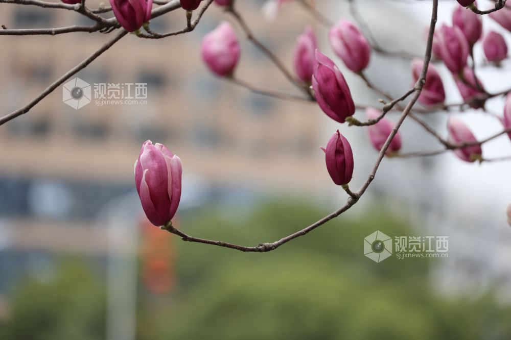 江西新余:玉兰花开(图)