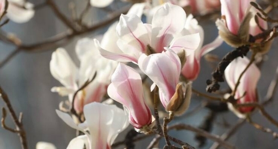 潍坊昌乐：玉兰花开春意浓 优美画卷显生机