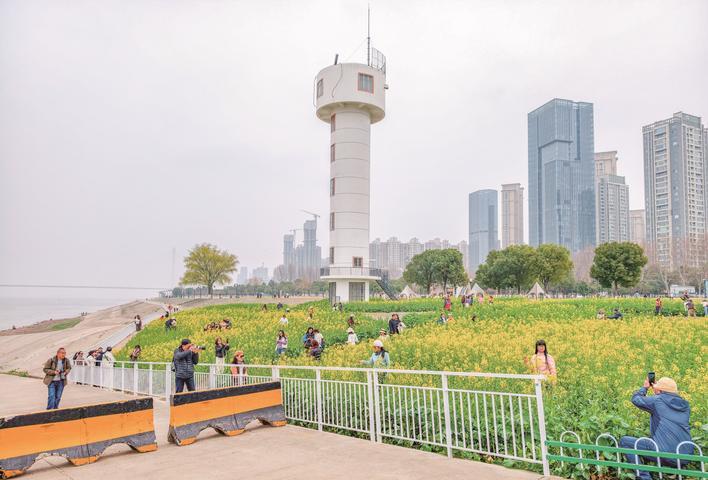 3月6日，武昌江滩油菜花悄然绽放，金黄花海与纯白灯塔相映成趣，吸引了大批游客前来踏青打卡