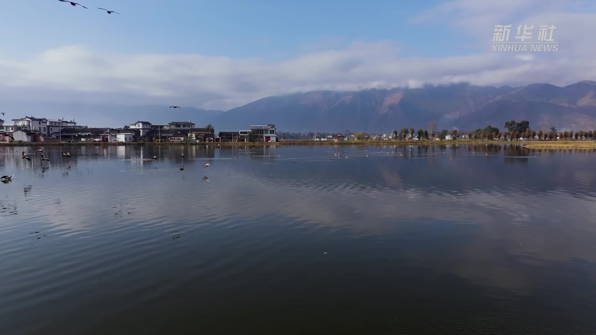 洱海源头 万鸟迁飞