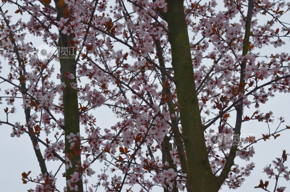 3月3日，江西省永新县东里新区泰康南路的紫叶李进入盛花期。道路两旁成排的花树沿街而立，细密的花朵缀满枝头，白里透粉，色彩清新，将春日街头装扮得生机盎然。