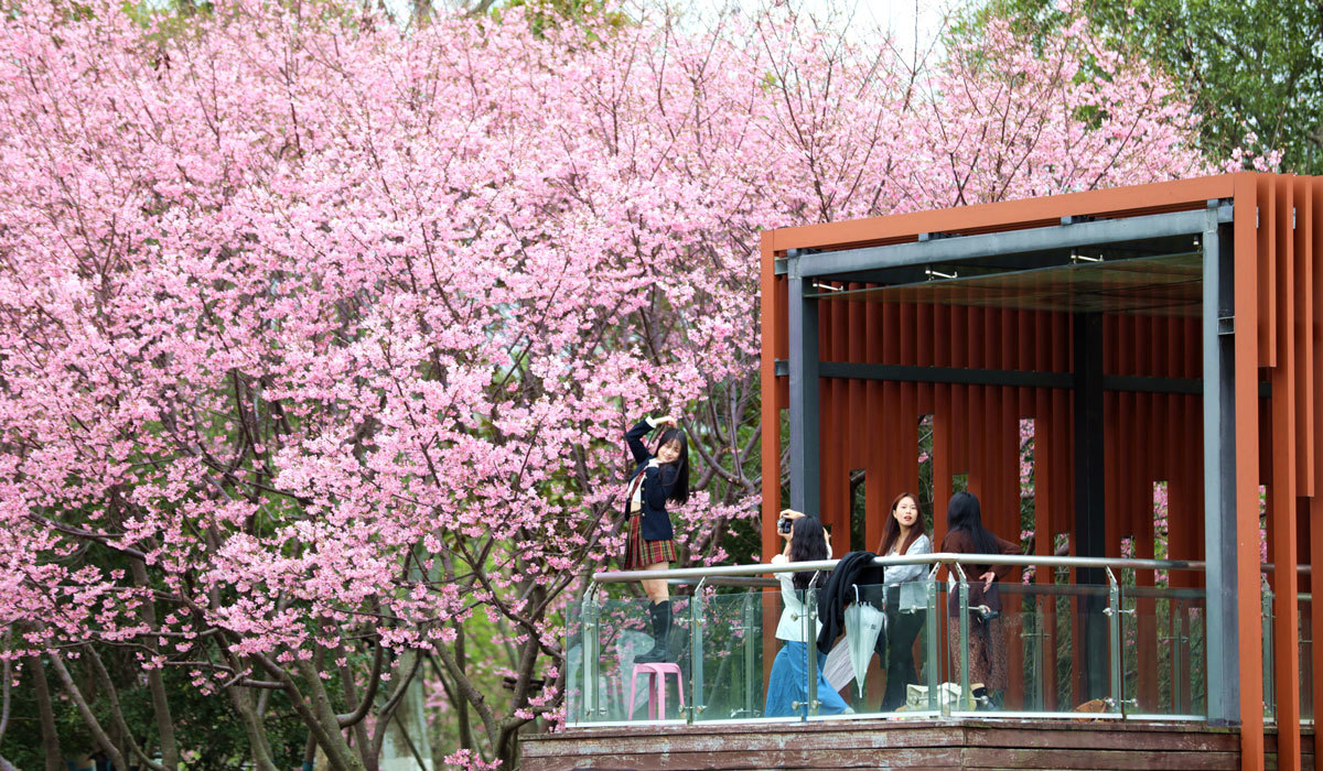 2026年2月27日，在江西省赣州蓉江新区滨江公园，樱花盛放，灿若云霞，将公园装扮得如诗如画。