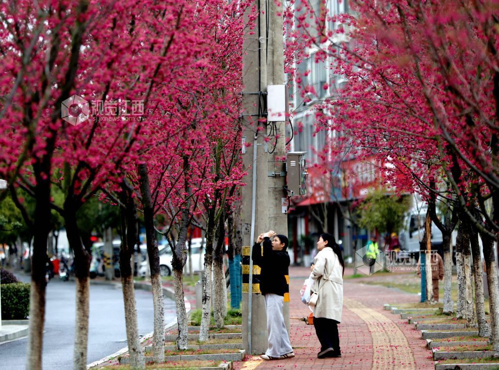 江西分宜：春雨润樱色（图）
