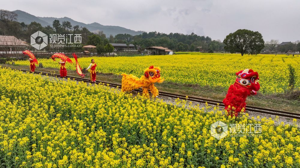 春日的江西省吉安市青原山风景区，油菜花田宛如一片金色的海洋，微风拂过，泛起层层金色波浪，花香四溢，沁人心脾。