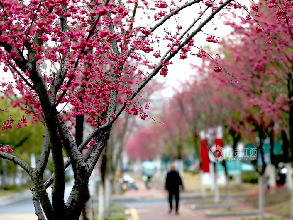 江西分宜：春雨润樱色（图）