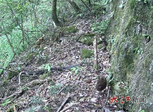 雌鸟带领幼崽在觅食