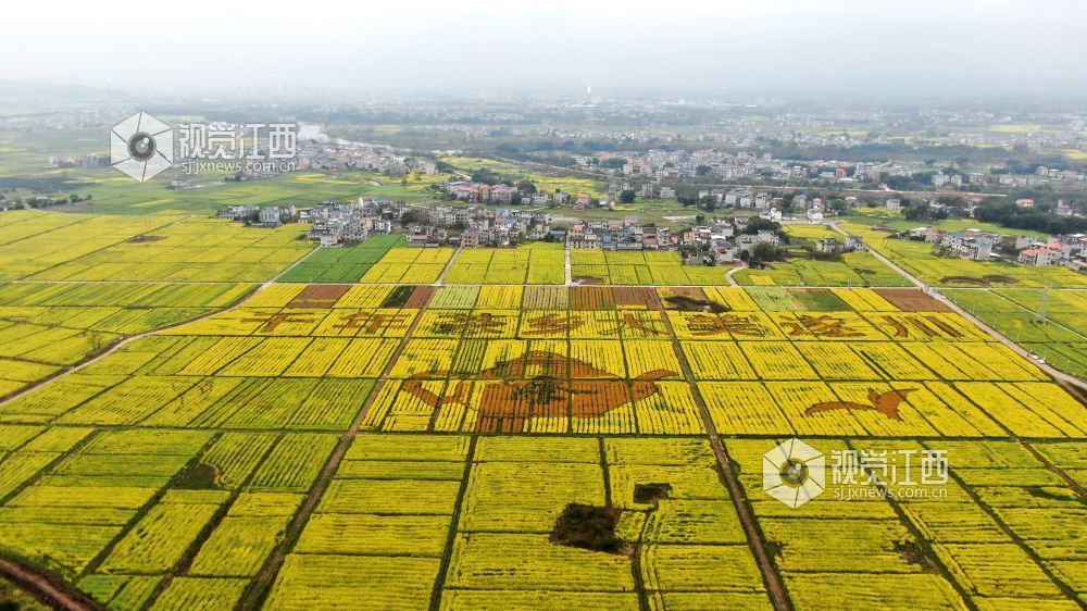 2026年3月4日,江西省遂川县枚江镇万亩油菜花竞相绽放,金色花海与田园村落交相辉映,田间创意景观与秀美风光融为一体,勾勒出生态宜居、产业兴旺的乡村振兴新图景